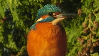 Eisvogel  Besuch am Gartenteich  Werner Dippon [upl. by Huang]