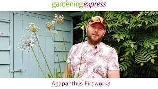 Plant Profile  Agapanthus Fireworks [upl. by Cordalia]