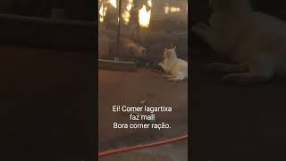 Comer lagartixa faz mal para os gatos😉😼😹 [upl. by Leirrad]