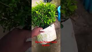 Khubsurat mahakane wale bonsai phool ka paudhaevergreenplant scented plants gardenflowers [upl. by Lrac929]