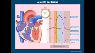 CVS physiology 30 Vector analysis during repolarization of the ventricles ECG basics for students [upl. by Maridel]