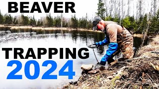 BEAVER TRAPPING  SETTING A NEW LINE SPRING SEASON [upl. by Aened]