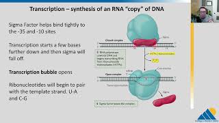 BIOL201 Ch152  Prokaryotic Transcription [upl. by Ennaillij616]