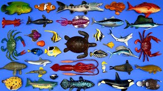 36 Sea Creatures Shark Whale Giant Squid Angler Fish Turtle Crabs Dugong Manatee Etc MN079 [upl. by Eninej]