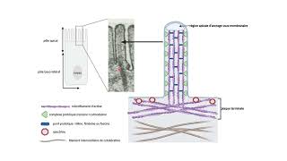 Organisation des microfilaments dactine dans les microvillosités [upl. by Salina]