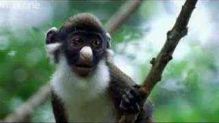 Funny Talking Animals  Walk On The Wild Side  The best BBC documentary ever [upl. by Danica]