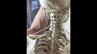 Functional Anatomy of the Hyoid Bone on the Skeleton Model  BONEMANpro [upl. by Nosam127]