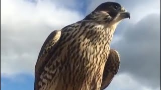 Wild Peregrine Falcon Attack [upl. by Venus]