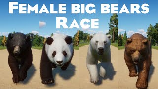 Female Large Bears Category Races in Planet Zoo included Giant Panda Grizzly Bear Polar Bear amp etc [upl. by Hairahcez]