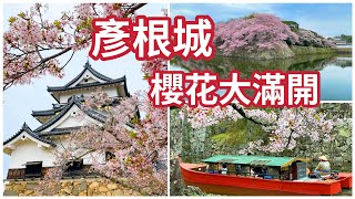 【彥根城】櫻花盛開｜琵琶湖八景｜2023日本櫻花｜日本百大名城｜國寳天守五城 [upl. by Mcgill378]