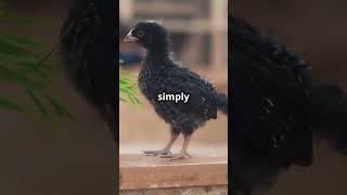 Crows Natures Smartest Problem Solvers animalshorts facts wildlifediversity wildlifeinsights [upl. by Ainaj]