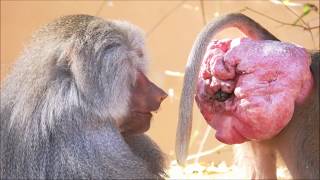 RayappaKasi Hamadryas baboon Mysore Zoo Jan 26 2020 [upl. by Carlton]