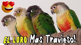 Pyrrhura Molinae ¡EL PERICO MAS DIVERTIDO Loro Cachete verde o Conure [upl. by Beitnes]