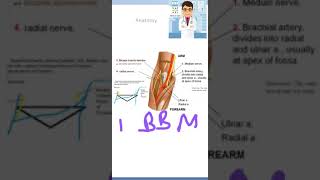 Anatomy 106 Cubital fossa Structures viva [upl. by Ymor168]