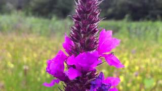 Purple Loosestrife Lythrum Salicaria  20120628 [upl. by Ilanos]