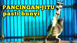 Pancingan ciblek semi agar bunyi dan gacor PAGI SIANG MALAM [upl. by Eittik]