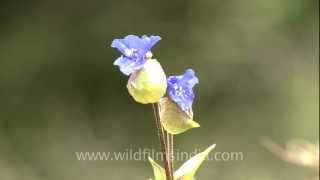 Commelina paludosa a common Landour flower [upl. by Marianna]