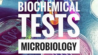 Microbiology Lab Practical Information Part 2 [upl. by Broder941]