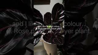 Blooming calathea plantsplantvibes calathea plants verdantvibes homedecor trending [upl. by Franz802]