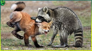 10 Savage Moments of Raccoons Chasing and Killing Animals Mercilessly [upl. by Ola]