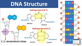 DNA Structure  Biochemistry [upl. by Nicholson]