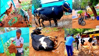 புது மாடு 🐄என்ன ஆச்சு கன்று போட்டுச்சா👍 இல்லையா👎 pannai thottam❤️ [upl. by Myrtie537]