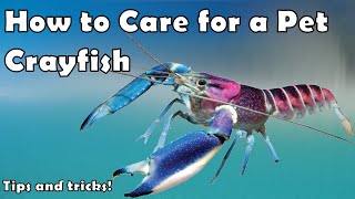 How to Keep Pet Crayfish [upl. by Jelsma]