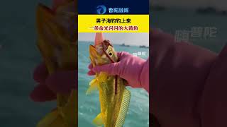 男子海釣釣上來一條金光閃閃的大黃魚。A man caught a large golden yellow croaker while sea fishing [upl. by Kress]