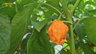 Maldivian Heart Orange [upl. by Nevad569]