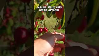 Malus jelly king crab apples shorts [upl. by Stefan514]