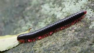 Common redleg millipede Orthoporoides  Oribi Gorge South Africa 10112022 [upl. by Ellah]