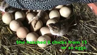 Guinea Fowl Chicks [upl. by Nomrej807]