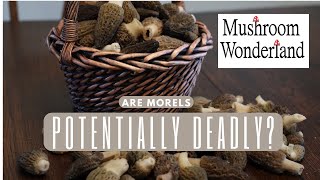 Are Morels Potentially Deadly [upl. by Durning]