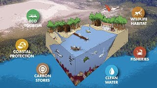 Importance of Mangrove Forests [upl. by Chesnut]