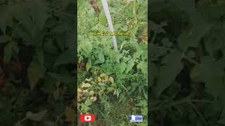 Home gardening  Home gardening ideas viralvideo [upl. by Lora]