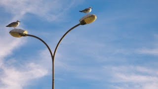 Bird Sitting On the Lamppost🕊 [upl. by Inahpets]