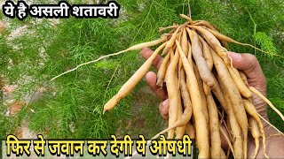 हर दुखों की एक दवा शतावरी का पौधा  Shatavari Plant care and benefits [upl. by Nylanaj]