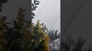 Spider web soo Big in outside👍😍😍😍😍🤩😳😳 [upl. by Romulus]