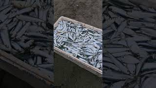 sardines caught by fishermen in beach seine nets [upl. by Anayik538]