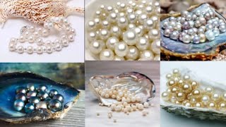 Pearls Oyster മുത്തുകൾ മുത്തുച്ചിപ്പി [upl. by Rybma377]