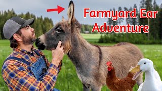 Farm Animals and Their Unique Ears Educational Farm Video For Kids [upl. by Llerot]