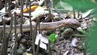 King Cobra in Sungei Buloh Wetland Reserve Singapore 25 October 2022 1 [upl. by Hesketh]