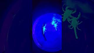 Catching scorpions with a UV light in Montana scorpion montana [upl. by Lamori918]