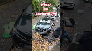 Kater im Motorraum katze kater tierrettung animalrescue [upl. by Aleirbag]