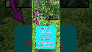 మిరప లో పండాకు సమస్య నివారణ chillifarming mirchicultivation agriculture farmingvideos ytshorts [upl. by Barth]