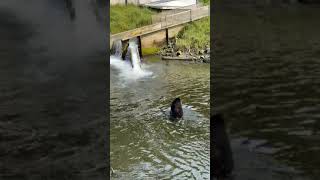 Black Bear Shakes Off Walks to River and Catches Salmon in Ketchikan Alaska [upl. by Berneta]