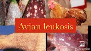 Avian Lymphoid Leukosis quotBig liver Diseasequot [upl. by Ettessil]