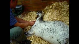 Heartwater Case Goat Showing Respiratory Distress Being Treated [upl. by Anawait]