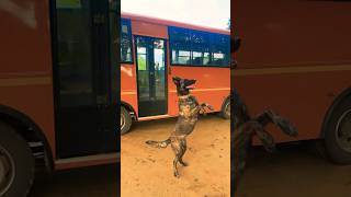 Dog obeisance training malinois viralvideo youtubeshorts bigboss asia pets doglover [upl. by Melena322]