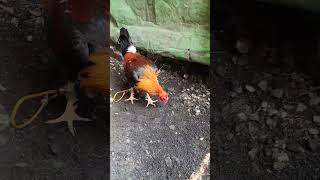 Pure highlight chicken gamefowlnation pleasesubscribe rooster gamefowlbreeder youtube [upl. by Jump]